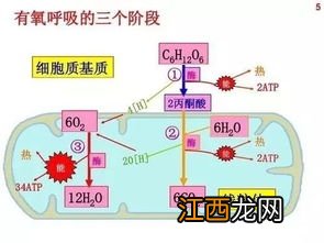 硝酸细菌依靠什么方式产能 硝酸细菌依靠有氧呼吸产能