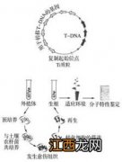 构建基因表达载体的原因 构建基因表达载体的原因简述