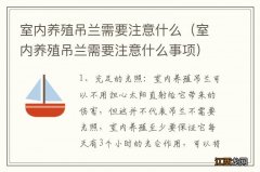 室内养殖吊兰需要注意什么事项 室内养殖吊兰需要注意什么