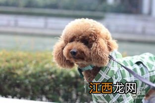 怎样训练泰迪犬 如何训练泰迪