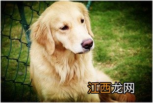 金毛可以喝纯牛奶吗 该怎么给金毛犬喂奶