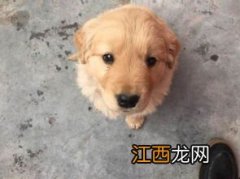 金毛可以喝纯牛奶吗 该怎么给金毛犬喂奶