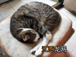 猫咪睡觉时为什么把身体缩成一团 猫是怎么睡觉的