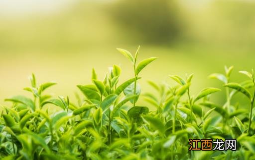 一口皓齿是人们对美的追求 草莓是天然美白牙齿水果