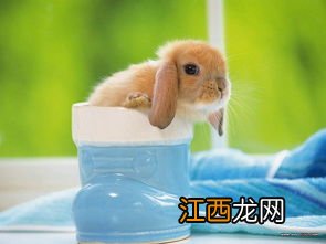 怎么养兔子才不会死 兔子怎么养才不会死介绍