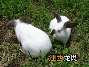 怎么养兔子才不会死 兔子怎么养才不会死介绍