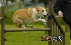 训练幼犬的正确方法 怎么训练幼犬