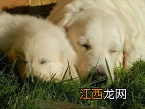 训练幼犬的正确方法 怎么训练幼犬