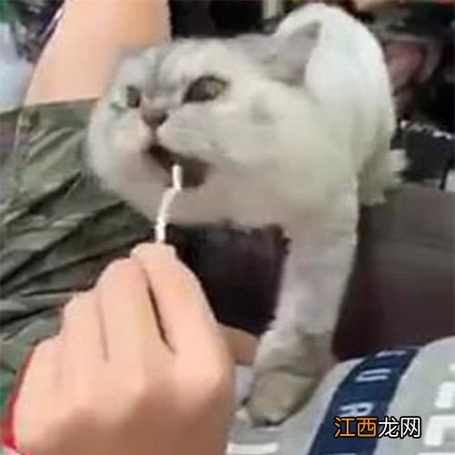 猫最怕吃什么 猫不能吃什么