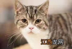 猫最怕吃什么 猫不能吃什么