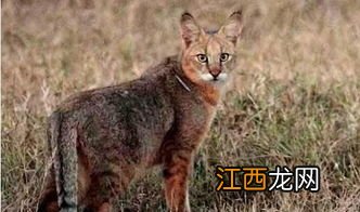 狸子吃猫为什么猫不跑 狸子吃猫