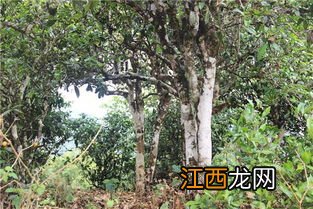 小树茶怎么样