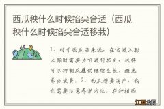 西瓜秧什么时候掐尖合适移栽 西瓜秧什么时候掐尖合适