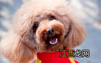 两个月灰泰迪喂养方法 两个月灰泰迪喂养方法介绍