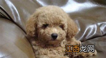 两个月灰泰迪喂养方法 两个月灰泰迪喂养方法介绍