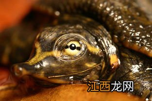 宠物鳖怎么养 鳖苗怎么选