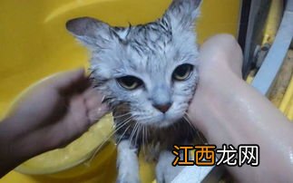 小猫洗澡技巧 小猫怎么样洗澡才正确