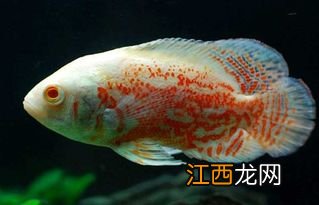 养地图鱼方法 告诉你以下技巧