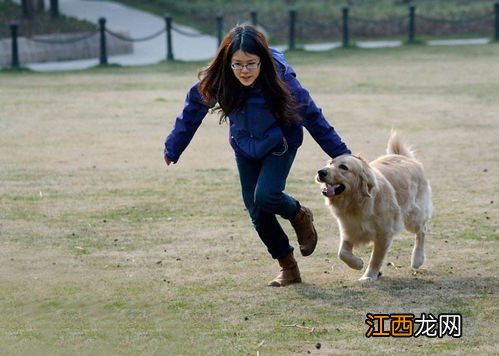 赞美狗忠诚的句子简单 表扬狗忠诚的简单句子有哪些