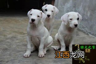 新手训幼犬的方法大全 新手训幼犬的详细方法介绍