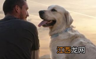 新手训幼犬的方法大全 新手训幼犬的详细方法介绍