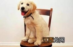 如何训练金毛犬 怎么训练金毛