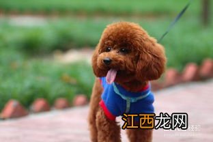 泰迪的喂养方法 泰迪犬怎么喂养