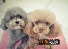 泰迪的喂养方法 泰迪犬怎么喂养