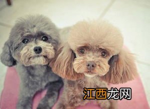 泰迪的喂养方法 泰迪犬怎么喂养