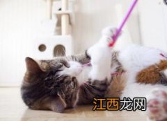 逗猫棒怎么用 如何用逗猫棒正确地逗猫咪