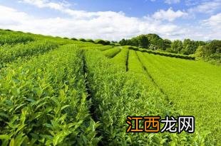 茶树怎么采摘茶叶