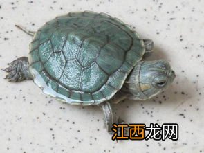 家里养几只乌龟好 乌龟一般养几只好
