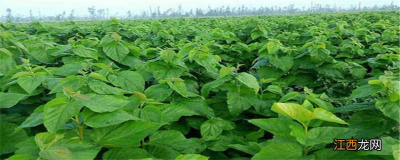 桑树冬季修剪的时间和方法 桑树冬季修剪的时间和方法是什么