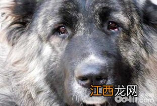 高加索犬十个不养理由 高加索犬十个不养理由简述