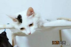 猫的寿命一般多长 猫的寿命有多久