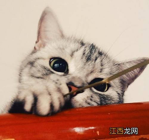 猫的寿命一般多长 猫的寿命有多久