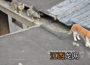 鸽舍防猫吃有什么办法 鸽舍防野猫的办法推荐