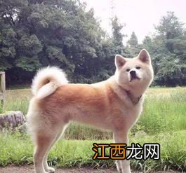 秋田犬和柴犬的区别 这两者的区别介绍