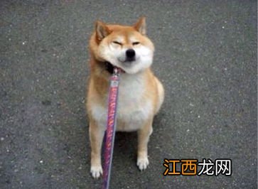 秋田犬和柴犬的区别 这两者的区别介绍