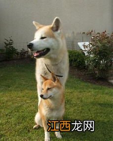 秋田犬和柴犬的区别 这两者的区别介绍