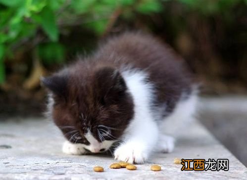 成年猫一天吃多少猫粮 成年猫怎么喂养
