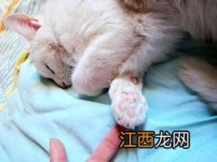 成年猫一天吃多少猫粮 成年猫怎么喂养