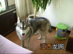 哈士奇养法注意事项 哈士奇养法注意事项是什么