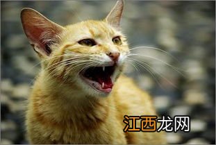 猫咪体内驱虫的正确方法 如何给猫咪驱虫