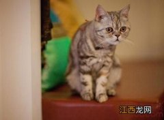 猫咪体内驱虫的正确方法 如何给猫咪驱虫