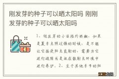 刚发芽的种子可以晒太阳吗 刚刚发芽的种子可以晒太阳吗