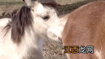 猫咪闻到臭脚后为什么会张开嘴 猫咪闻到臭脚后张嘴的原因是什么