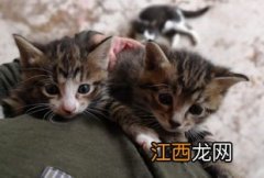 怎么喂养断乳期的小猫 需要怎么做