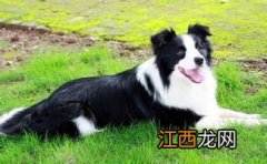 南宁哪里有金毛或者边境牧羊犬卖? 养宠物这几点要注意