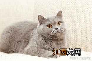 英短银渐层猫的缺点 你能接受吗